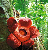 Malaysian Flowers
