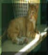 Lucas_chillin2.jpg (59374 bytes)