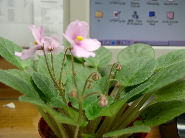 flowering again