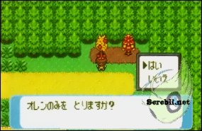 Porok Trees