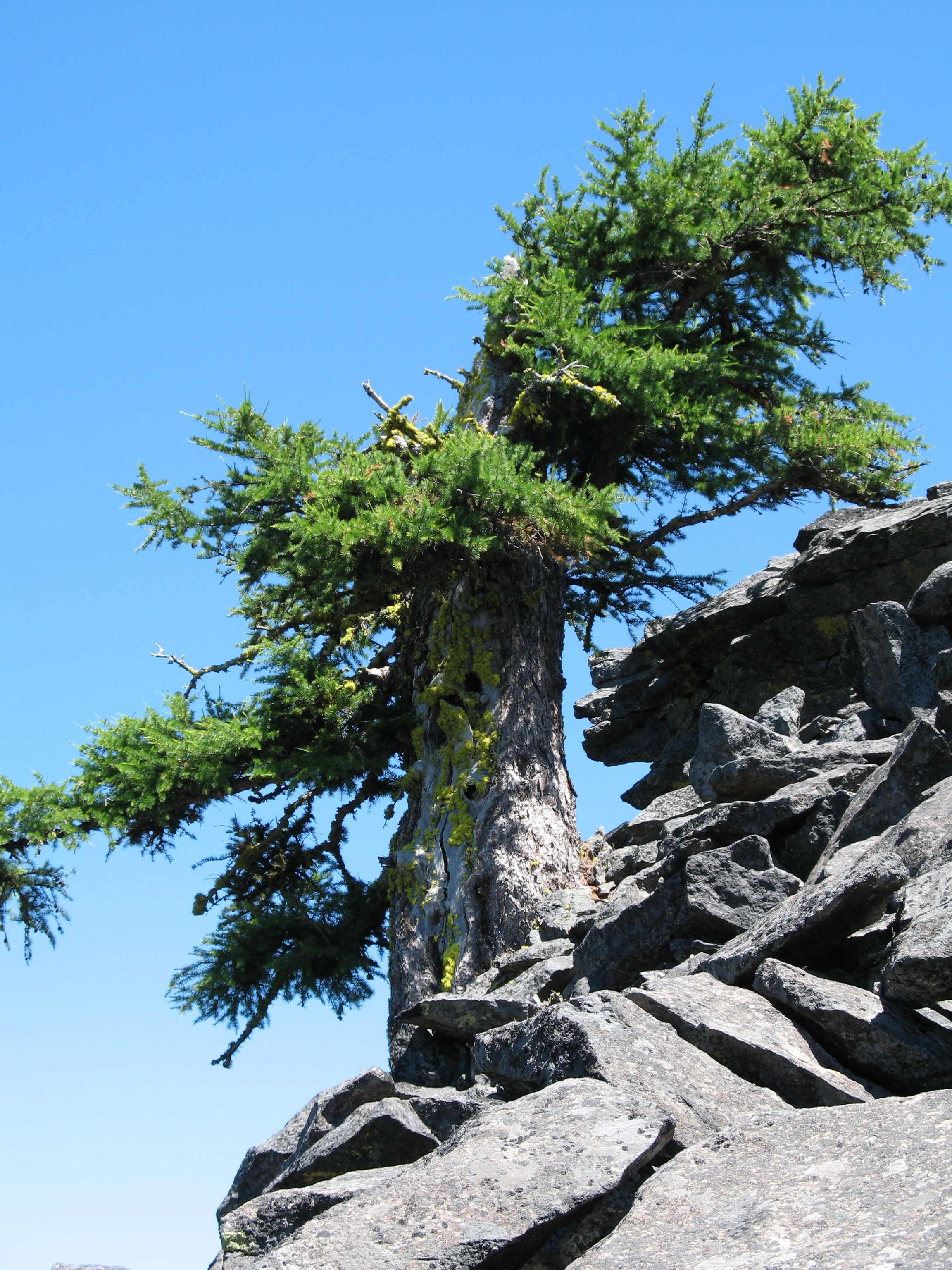 An old, broken specimen of Larix occidentalis growing east of Mt. Hood, Oregon
