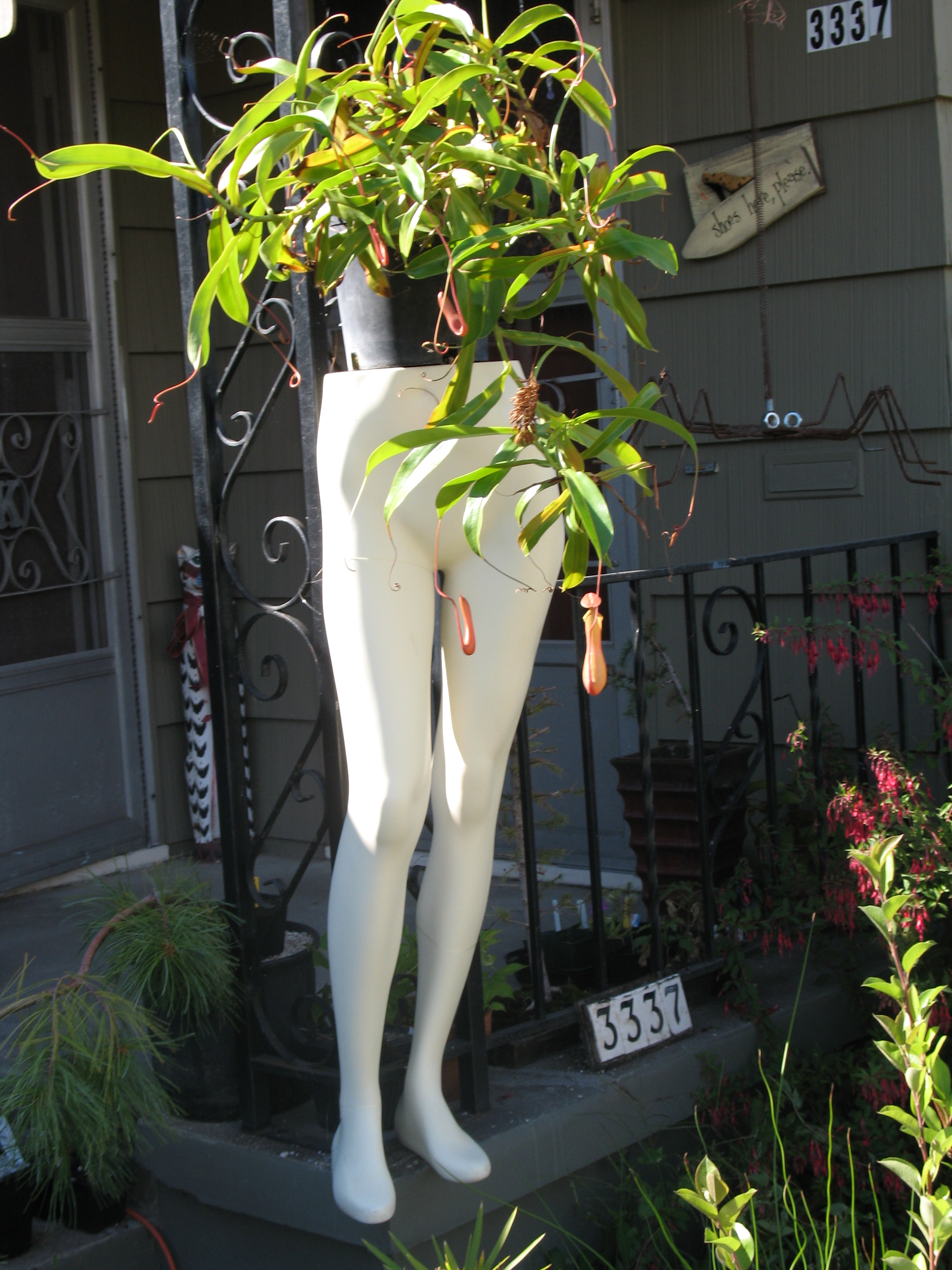 Nepenthes x ventrata growing on a manequin on my porch in summer.