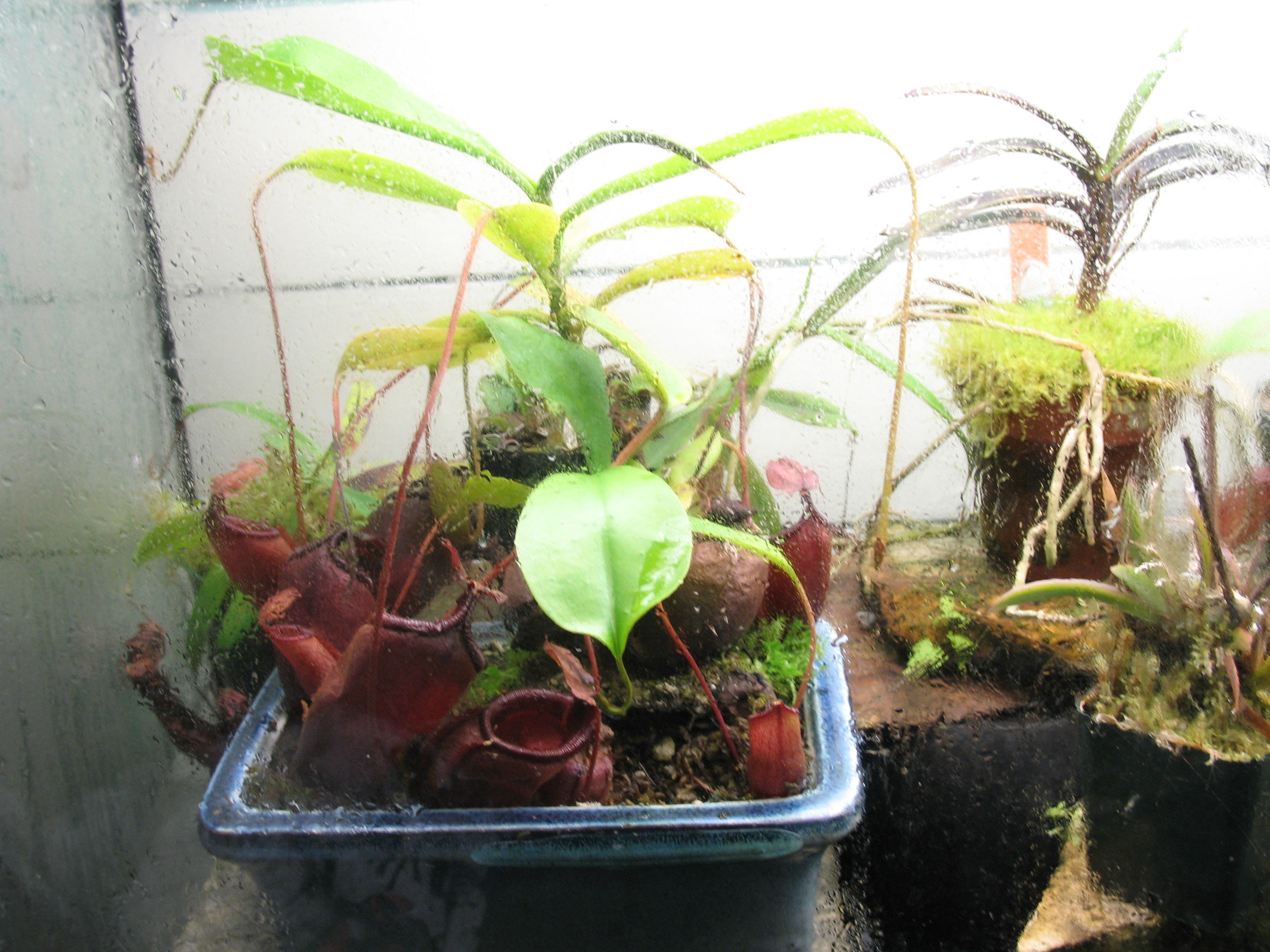 Nepenthes mira in one of my highland terraria.