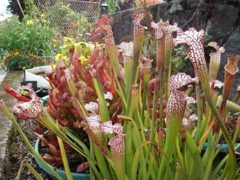 A group of Sarracenia hybrids by my front stairs