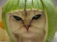Cat with headgear made from the fruit Pomelo