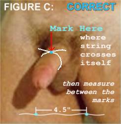 How to measure the circumference of your penis