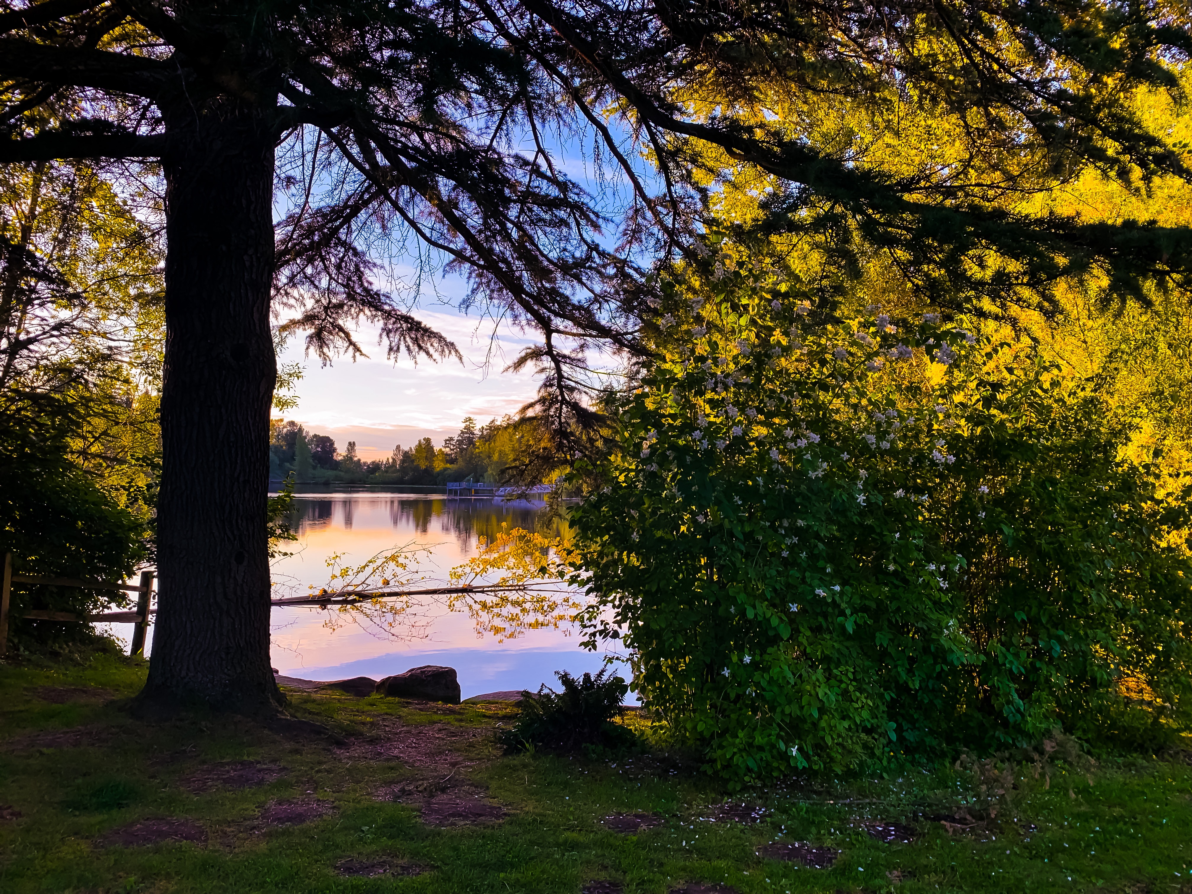 fairy-forest-1