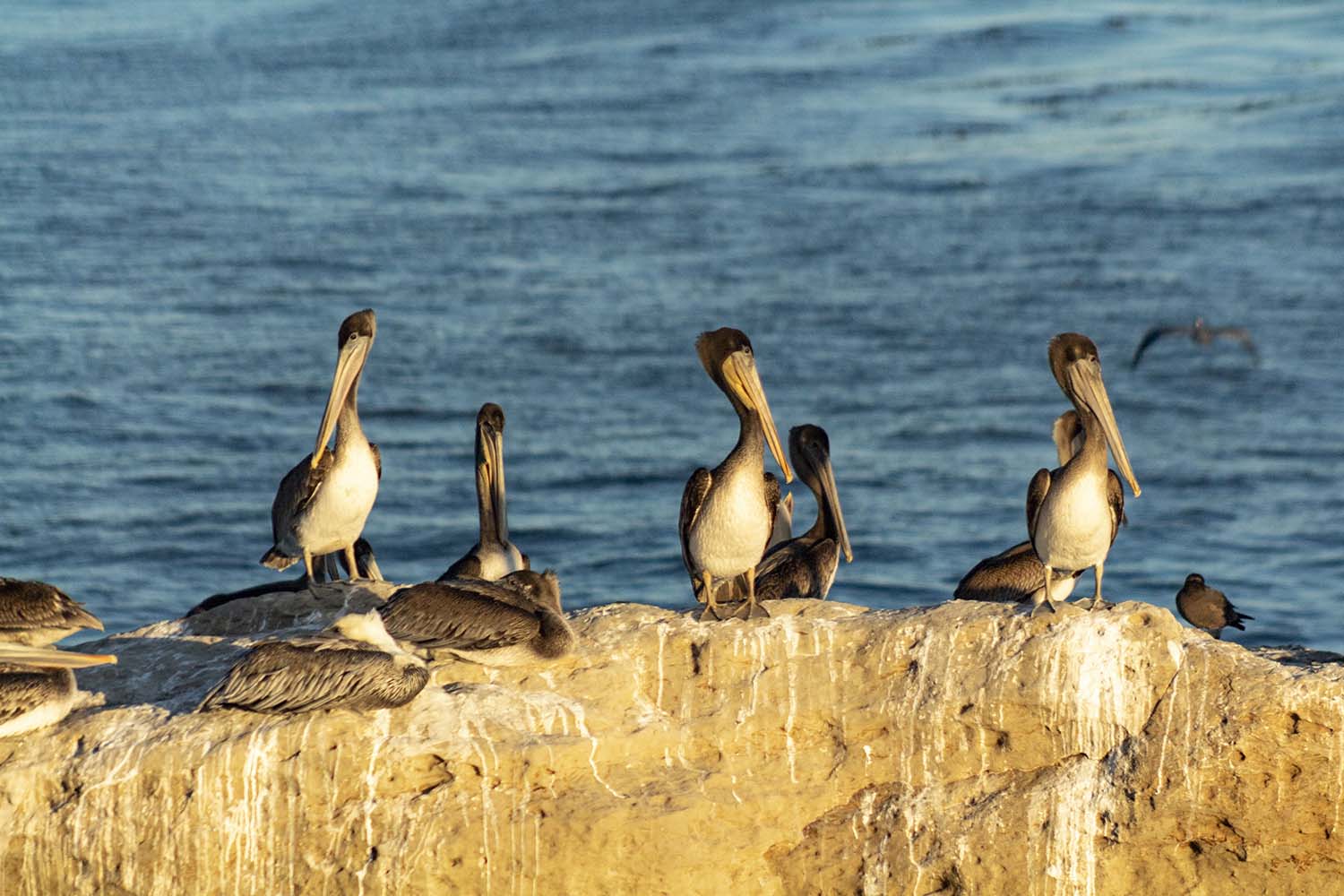 birds