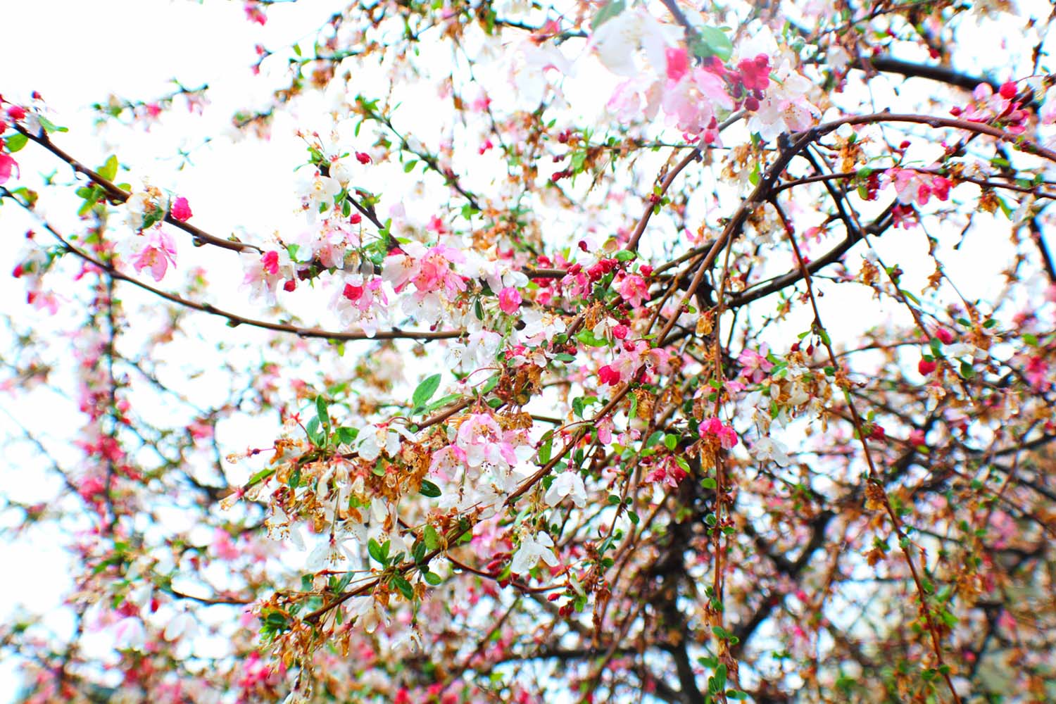 spring flowers