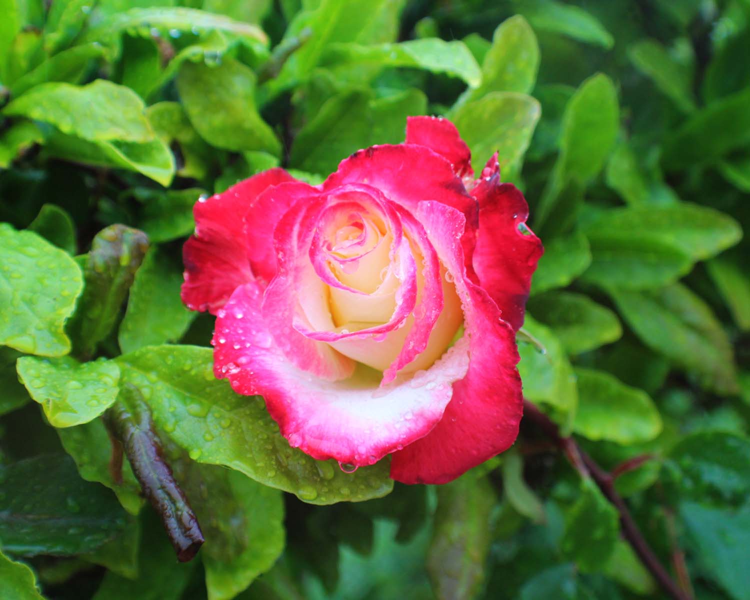 spring flowers