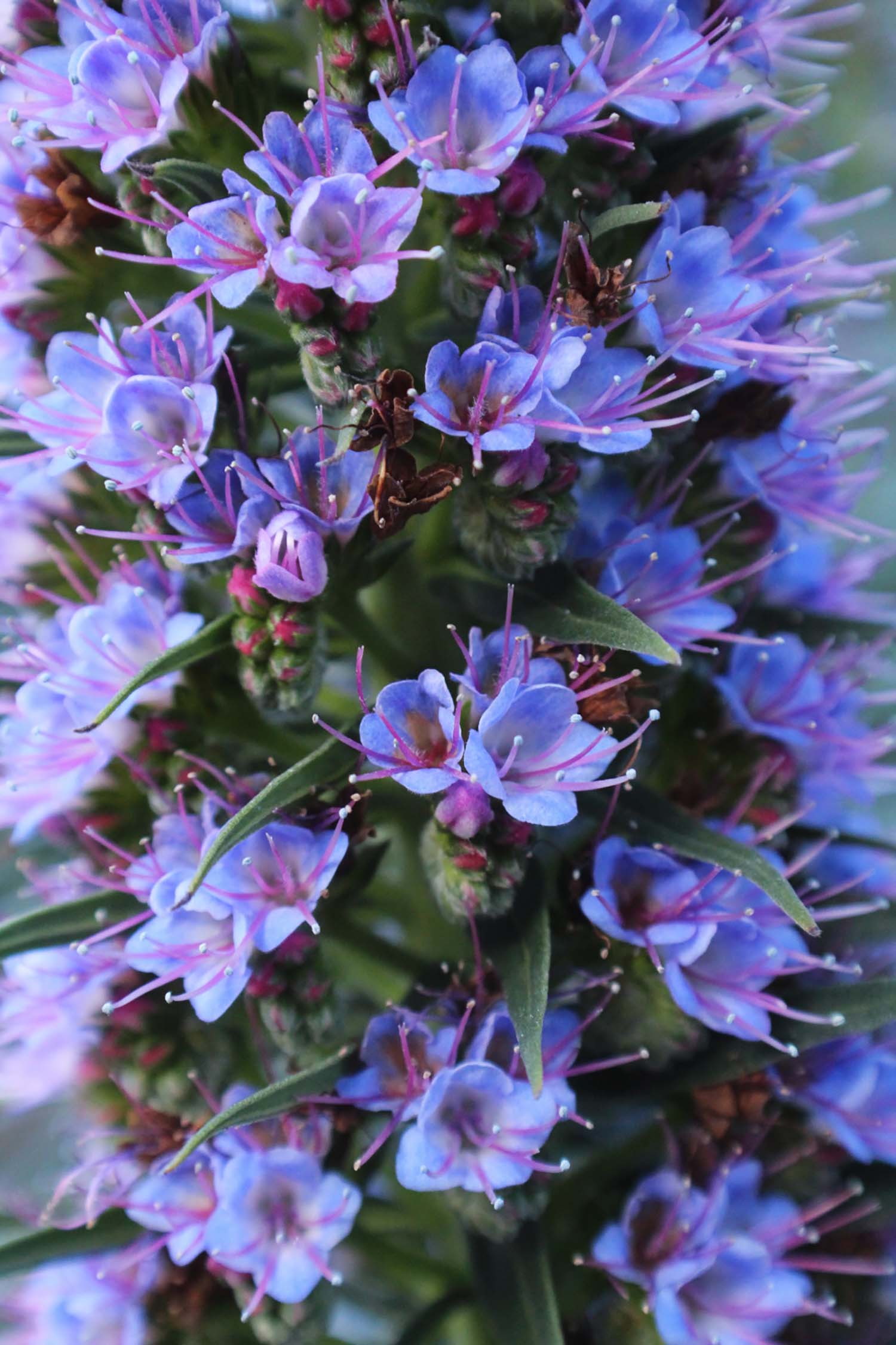 spring flowers