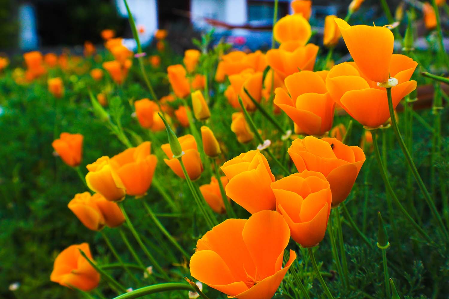 spring flowers