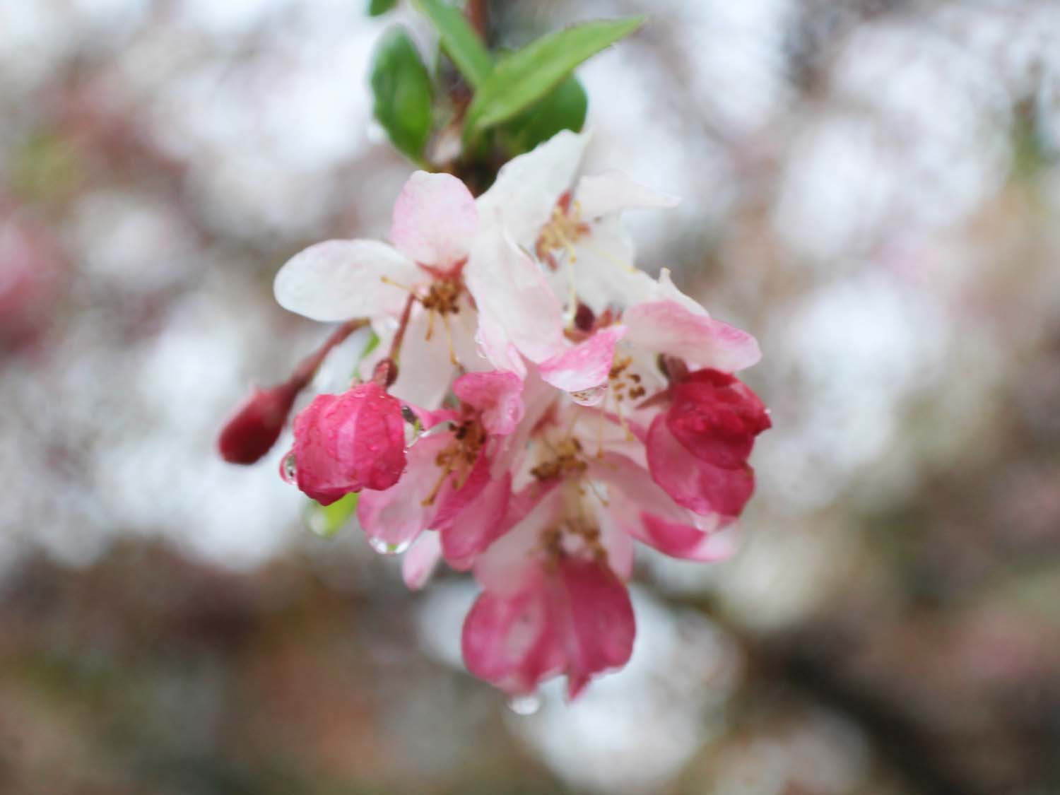 spring gallery