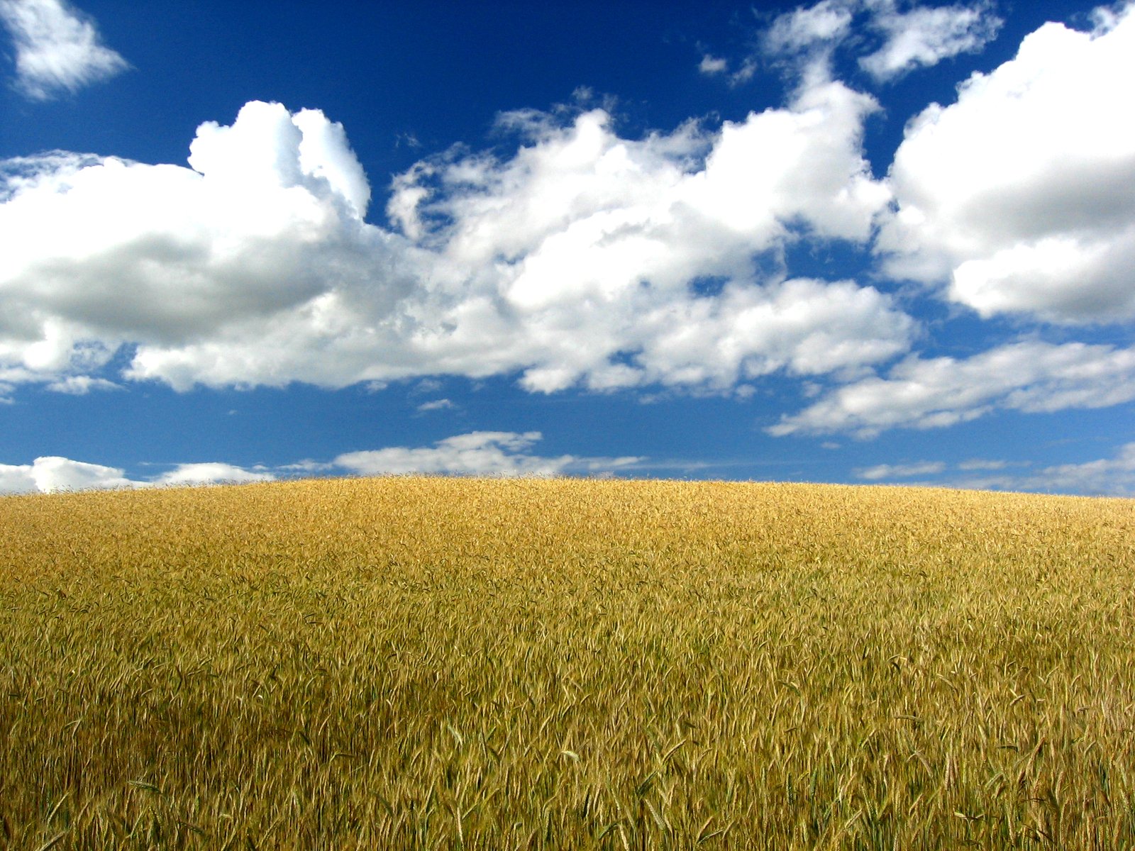 Corn