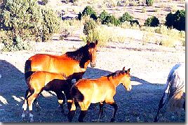 Dehesa de Moncalvillo