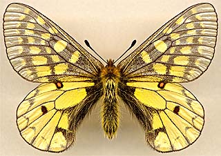 Parnassius eversmanni