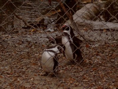 Pinguine