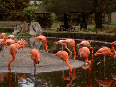 Flamingos