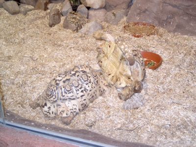 Die Schildkr&ouml;te liegt auf dem R&uuml;cken :-(