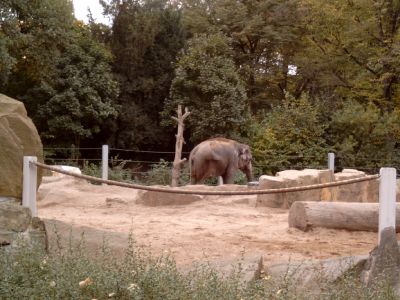 Elefant