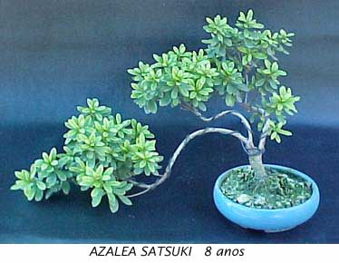 Satsuki Bonsai on Bahia Bonsai Clube