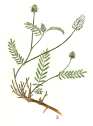 Astragalus olchonensis -  