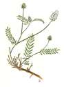 Astragalus olchonensis - �������� ����������