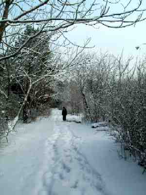 Alley of nut trees (Juglans mandshurica)