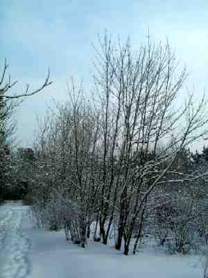 Alley of the nut trees