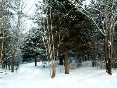 Grafted siberian cedar at the alley of the nut trees