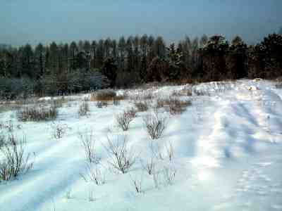 Experimental nursery of ornamental and fruit trees
