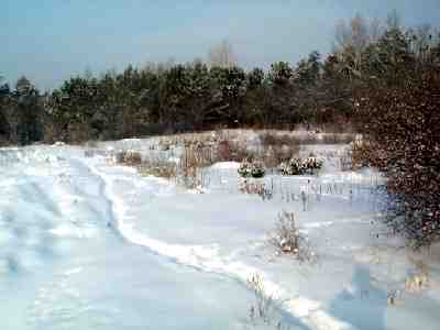 Garden of ornamental trees and shrubs