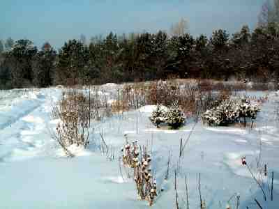 Garden of ornamental trees and shrubs