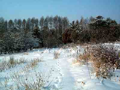 Garden of ornamental perennials
