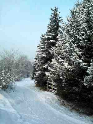 Trail near the light-blue fur-trees