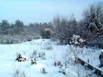 Garden of propagation (ornamental and fruit trees)