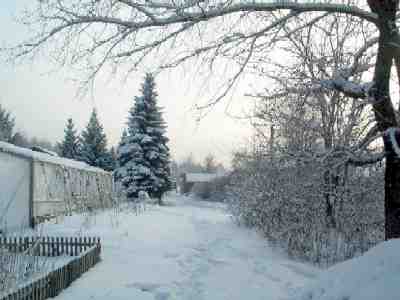Light-blue fur-trees and Juglans near propagation garden