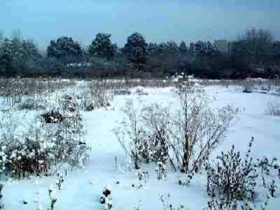 Nursery of ornamental trees)