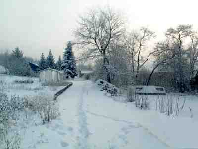 Light-blue fur-trees and Juglans near propagation garden