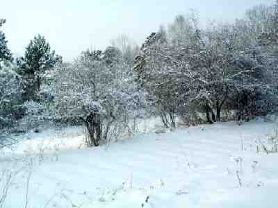 Display garden of ornamental trees and wild herbaceous plants