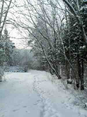 Alley of nut trees (Juglans mandshurica)