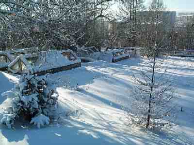 Propagation garden for fruit trees