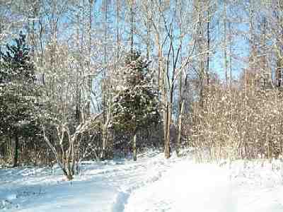 Entrance into the alley of nut trees (Juglans mandshurica)