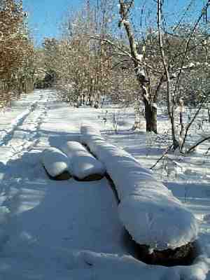 Alley of Juglans trees