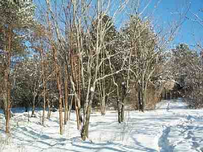 Group of Padus maackii trees near the alley of Juglans trees