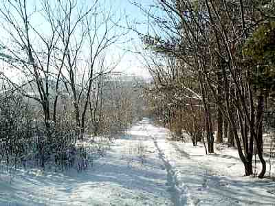 Down the alley of nut trees