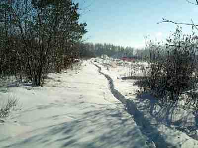 Native siberian trees