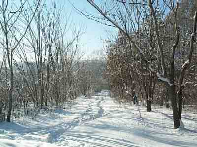 Alley of the nut trees