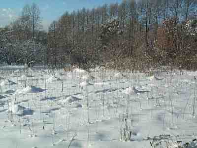 Nursery of ornamental and fruit trees