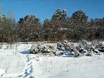 Nursery of ornamental trees